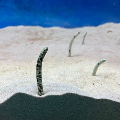 osakana3eat's profile picture. ソフビ・ガチャガチャはじめました。 よろしくお願いします。ソフビ詰め込んで、どっか行きたい。