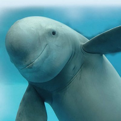 @findporpoise