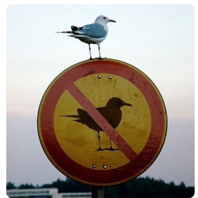 SBSeagull's profile picture. Μην φας, έχουμε γλάρο. Ικαρίοτι, impecunious Bay Area Tool for life (Congenital Giants Fan Syndrome, #DubNation)