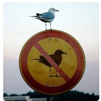 Michael Γλαρόσουπα (@sbseagull) 's Twitter Profile Photo Michael Γλαρόσουπα (@sbseagull) 's Twitter Profile Photo