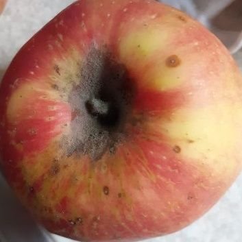 Rott3nApp's profile picture. 