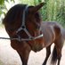 fanstasmecheval (@fanstasmecheval) Twitter profile photo fanstasmecheval (@fanstasmecheval) Twitter profile photo