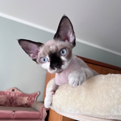 plumthedev's profile picture. software engineer