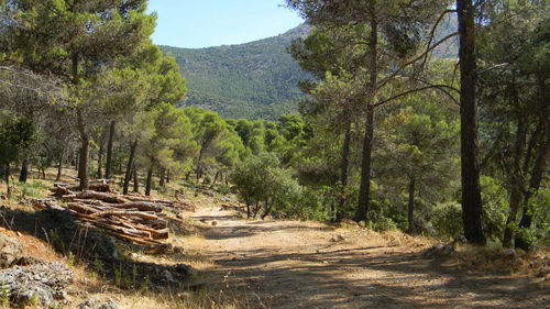 Felisa Mora Barranco,Gerente de valdetours, empresa dedicada al turismo activo en las Sierra Sur y Mágina de Jaén en España.