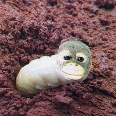 ddjyappa's profile picture. find me @MainnetMari