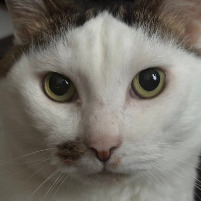ぬぅ〜ん(๑･᷄ὢ･᷅ ๑)さんのプロフィール画像