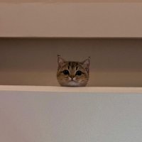 anniewho (@anywho00) 's Twitter Profile