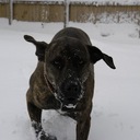 Allison wolf - @Aswolf7 - Twitter