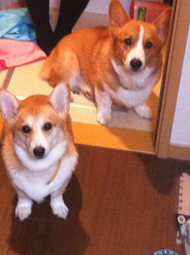 chobison's profile picture. ちょび🌈陸遜🌈凛太郎🌈朱凛4コギ 保護犬の預かりボラ。今の預かり犬🐶丹和(にちか)