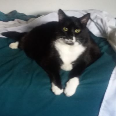 Moparsforlife70's profile picture. Mechanic supports Freedom, Constitution, Bill of Rights, Christian ✝️ Trump is our true leader. If you DM me don't try to scam me many street smarts.