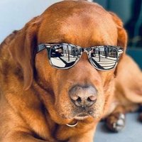 Trashy Puppy (@flyinglurker) 's Twitter Profile