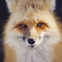 OneGrayCat (@one_gray_cat) 's Twitter Profile