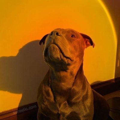 jdesaiestates's profile picture. saffron pilled, likes≠endorsements, life long learner 🐶🐕🐕‍🦺🐩✈️