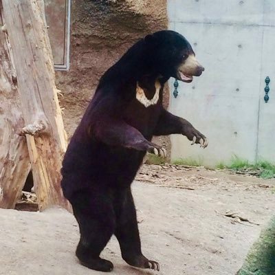 micchie 🐻 🍣 🔥 Profile