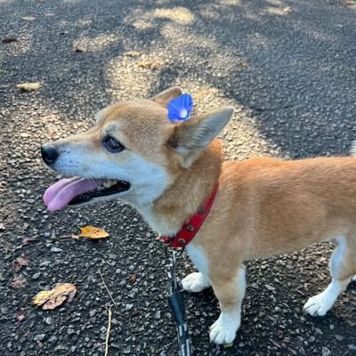 hacimi8's profile picture. 食文化を通じてみんなに笑顔を♪