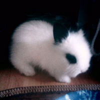 홍냥🎗️🕯️ (@fahrenheit_h) 's Twitter Profile