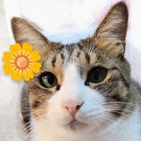 ハル-チ−ク−。 (@amktnn) 's Twitter Profile