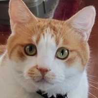 メルモー2nd🦀❤ (@svycat) 's Twitter Profile