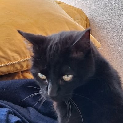 GastonBert57506's profile picture. 