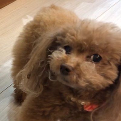 awazappa's profile picture. 犬と猫の飼い主。古参フジロック子連れ参加者。DUBが好きです。BEEFHEARTやZAPPAが好きです。GEZANが好きです。橋の下世界音楽祭が好きです。アイコンの犬は2023.10.10に死去。