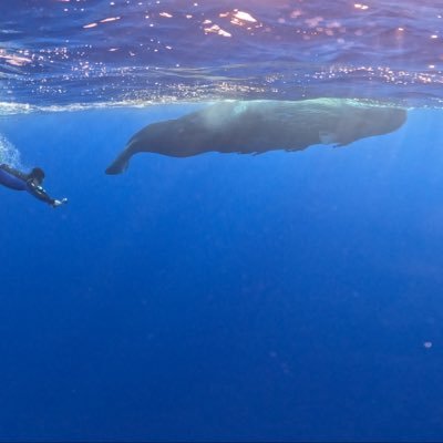 Fish|天秤⚖️|槟城人|现居雪兰莪|171cm|68kg|0.5|恋爱中 ~ 🥾Trekker|✈️Traveler |🏊Swimmer|🤿Scuba Diver|🐬Free Diver|🏸Badminton Player|🀄️Mahjong Lover|🥂Socializer|🌍 足迹四洲三十国