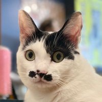 いい匂いのするおじさん(Smell Like Ass) (@nitraidapplebum) 's Twitter Profile Photo いい匂いのするおじさん(Smell Like Ass) (@nitraidapplebum) 's Twitter Profile Photo