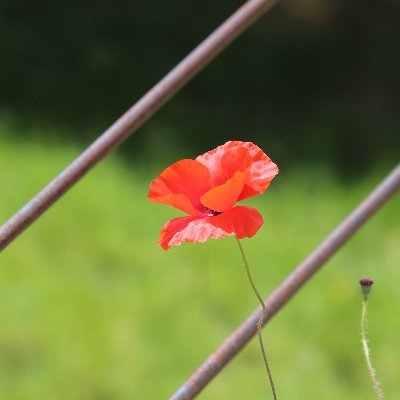 Aime les coquelicots, le @StadeBrestois29, le rouge (la couleur et le vin).