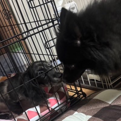 最近子犬（ダックス）を迎えました。わんちゃんの呟き多くなるとおもいます。アイコンがロン（右）とチロル（左）ホームが先代チップと娘のちっさい頃