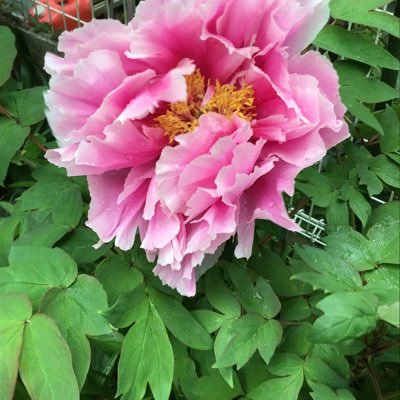 CXTZQL43Ed8owCX's profile picture. 