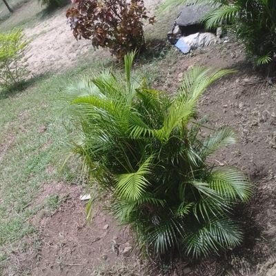 MiraZenith45's profile picture. 
