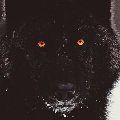 kolgorengisme's profile picture. 