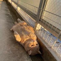 tya-ri- (@qo39v7) 's Twitter Profile