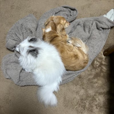 元祖はにゅうゆずらない シージとバロその他色々
