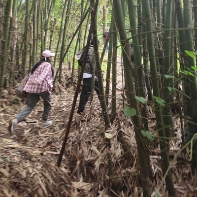 philamazan_23's profile picture. Scholar @ManipurUniverse  @Lab_cgift
#Forestgenetics #foresthydrology
