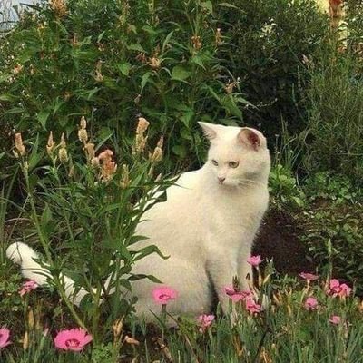 تأمَّل سطور الكائنات فإنها من الملك الأعلى إليك رسائل وقد خطَّ فيها لو تأملت خطها ألا كل شيء ما خلا الله باطل