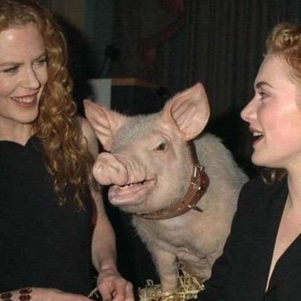 swietaswinia's profile picture. TW: pigma male || Nie chwal dnia przed wysraniem stolca || PV: @swietaswiniapv