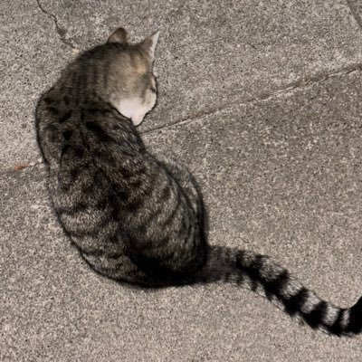 mmaxpena's profile picture. dope lit crazy