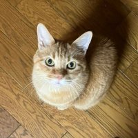 Danny Wong (@dannywong3274) 's Twitter Profile