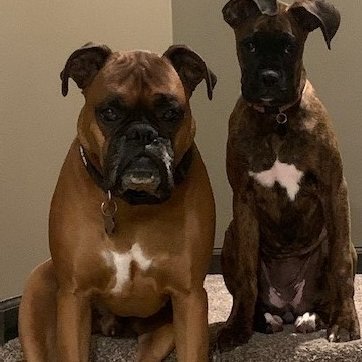 Boxer owner, proud dad, sports lover and seek truths and facts no matter what side of the aisle they come from.........tweets are my personal opinion