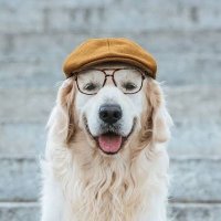 Golden Retriever (@goldretriever5) 's Twitter Profile