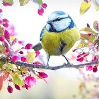 Tomeko (@tomeko680074774) 's Twitter Profile