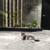 H. Ateş (@pembeincilikftn) 's Twitter Profile Photo