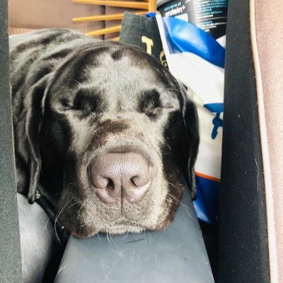 Hey I’m Duke. හෙවත් ඩූකී. #DukeTheDoggy. https://t.co/HgWdzxGN9z