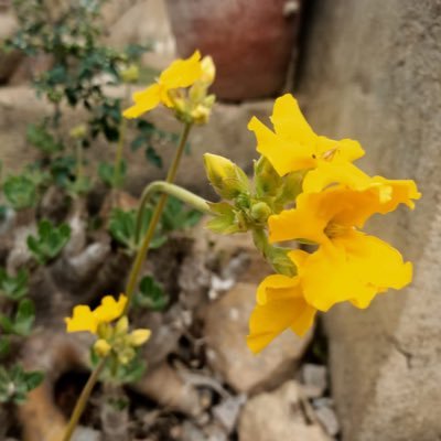 BlackRose1329's profile picture. Live......love........laugh.......