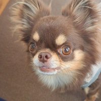 Kuti{クティ} (@kut72660) 's Twitter Profile