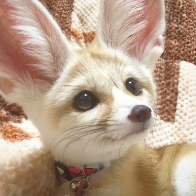 9k111fennec's profile picture. 🔞 horny thoughts and depraved things i'm into. don't like it? don't look