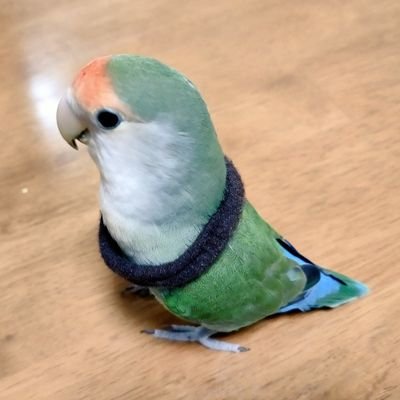 まめるか(休)🍵🍡さんのプロフィール画像