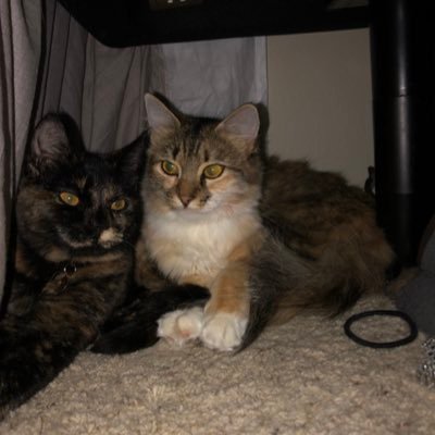 ImNotSnooki's profile picture. Certified ✨Rave Mom✨