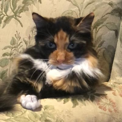 danaaaaaf's profile picture. 