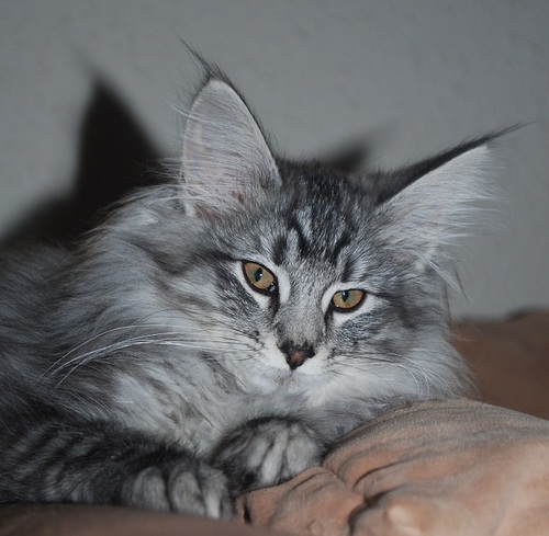 Cattery Deyley
Norwegian Forest Cats